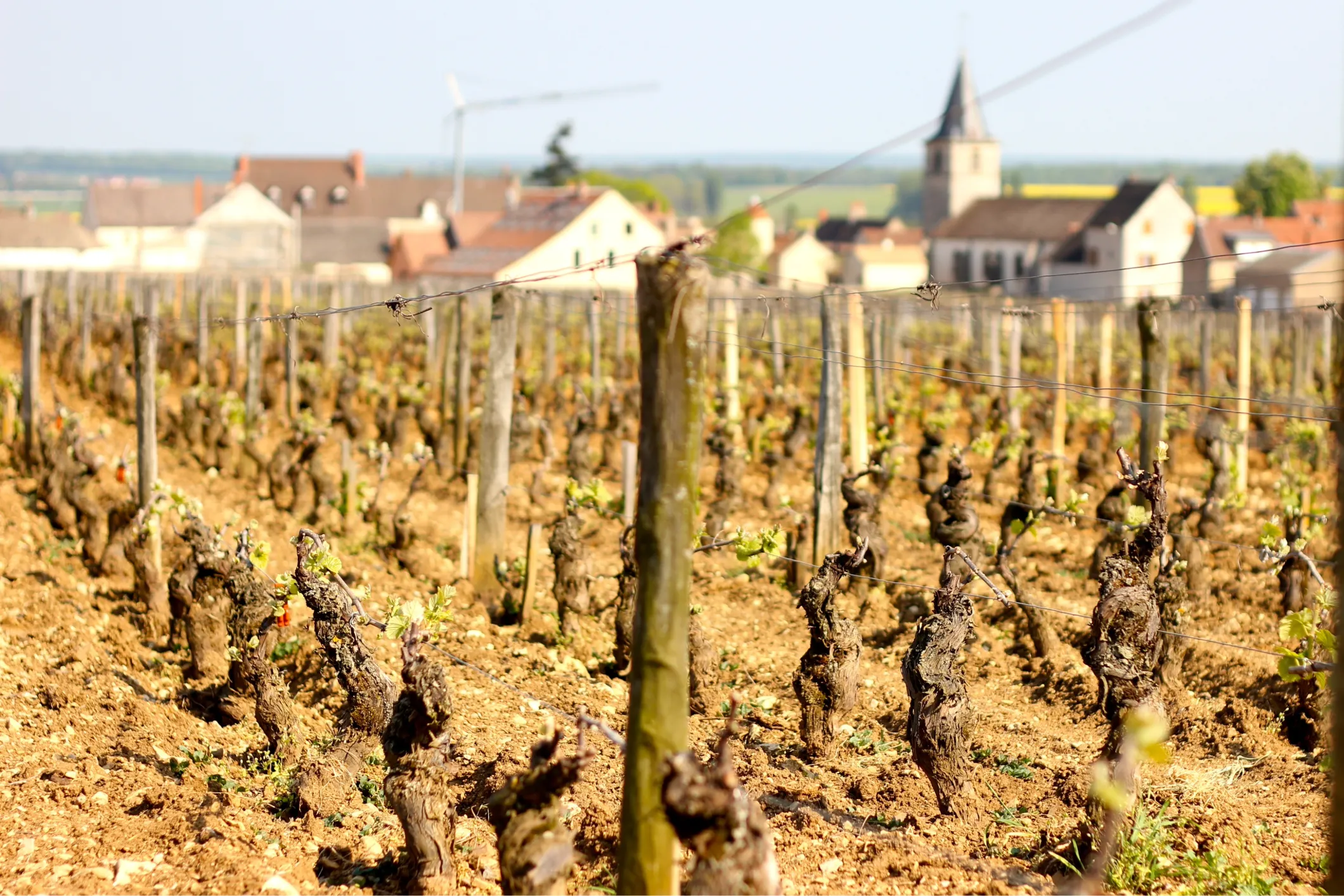 白ワインの世界：主な産地と個性 - Image 1